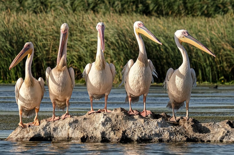 Nature Conservation