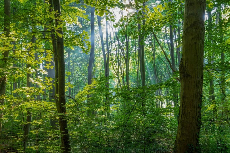 forest conservation